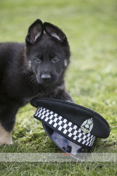 POLICE SCOTLAND IN ABERDEEN UNVEIL THEIR LATEST RECRUIT .. PIC OF BODIE WHO IS A 9 WEEK OLD GERMAN SHEPHERD HAS JOINED THE FORCE, PICTURED WITH DOG HANDLER PC STEVE WARDEN IN ABERDEEN PIC DEREK IRONSIDE / NEWSLINE MEDIA